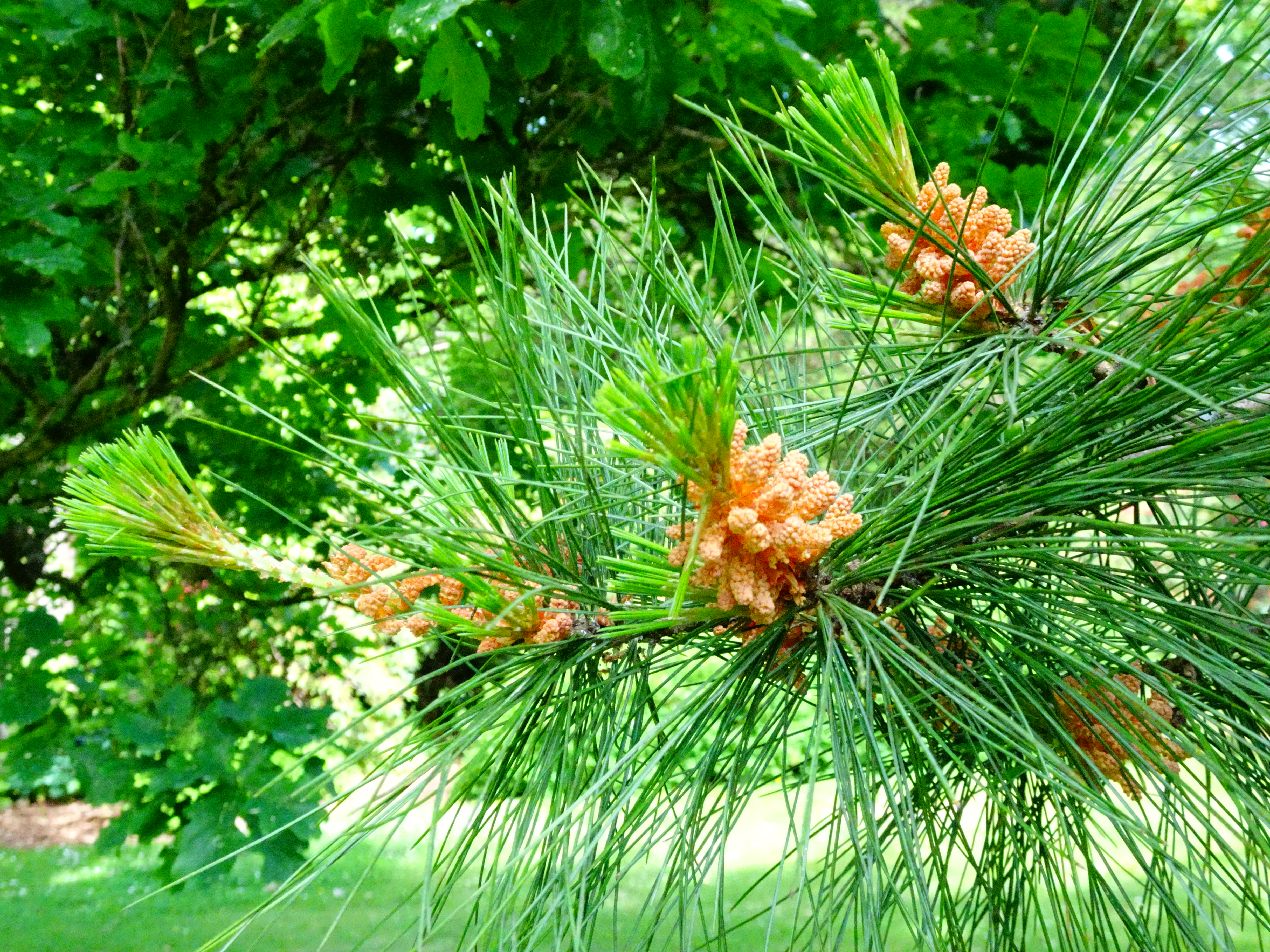 Western white pine (Pinus monticola) trituration workshop