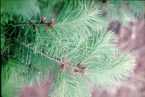 DouglasFir