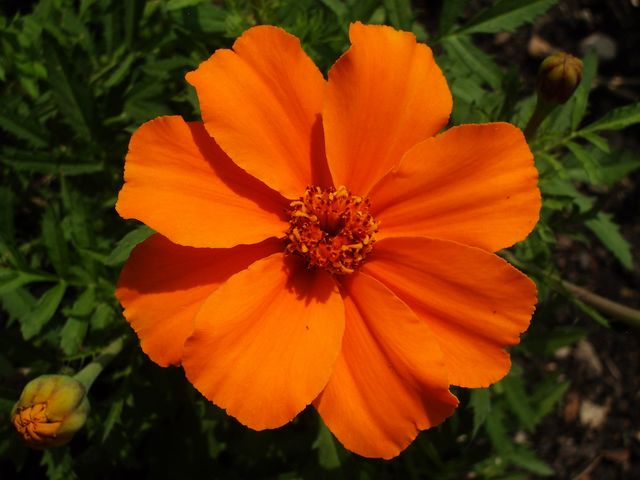 Orange Flowers Types