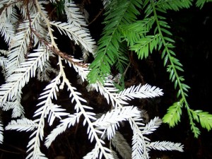 albino redwood 2
