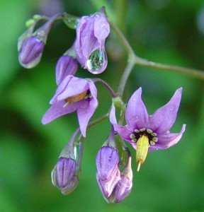 atropa belladonna