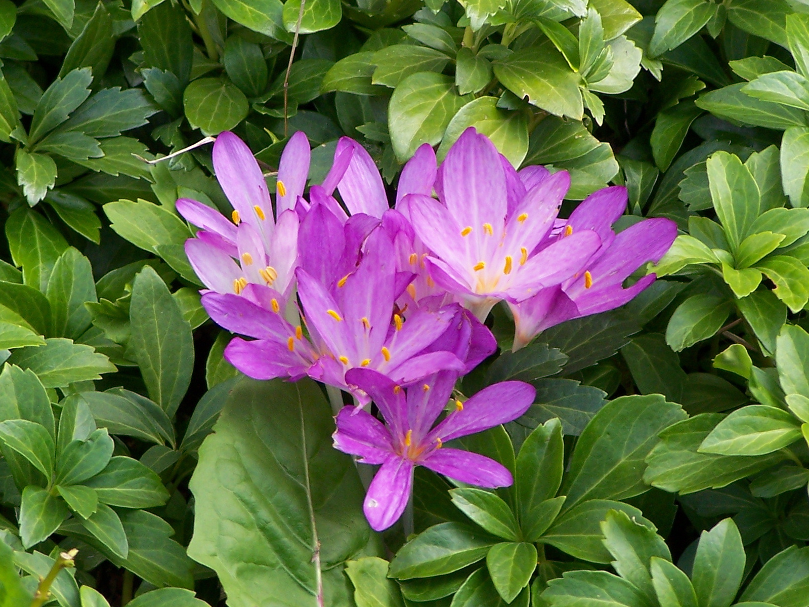 Colchicum_autumnale_01