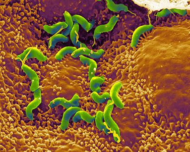 Helicobacter-pylori