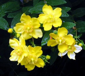 symphytum homeopathy dosage symphytum homeopathy dosage