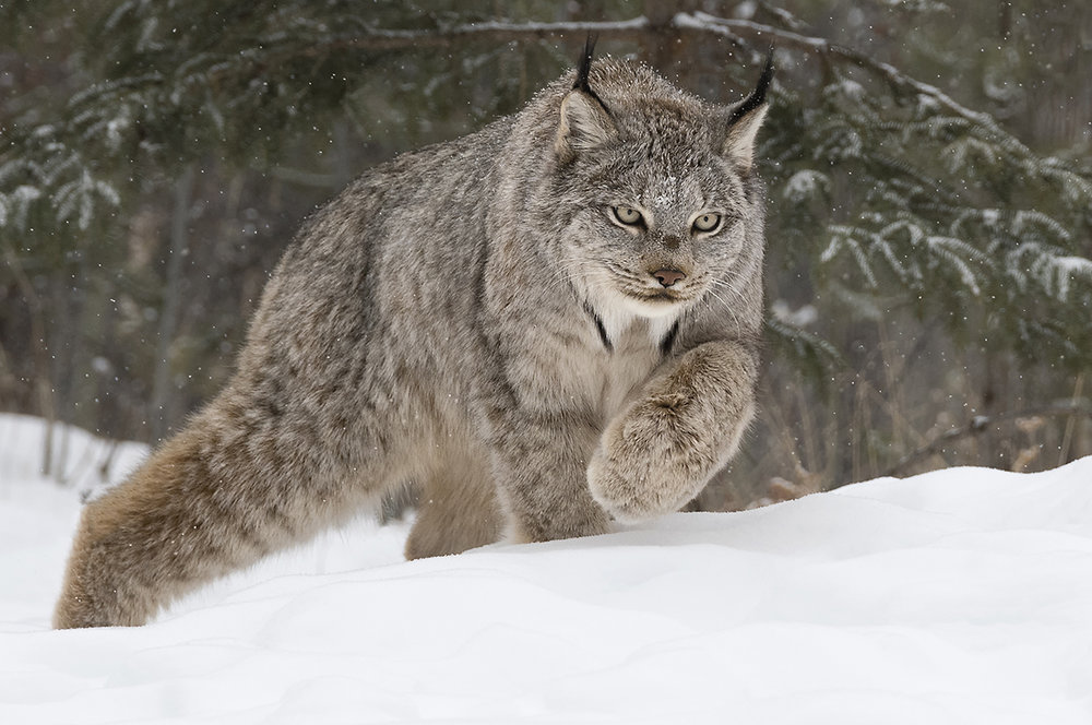 Canada Lynx (Lynx Canadensis) trituration workshop