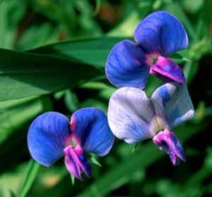 lathyrus_sativus