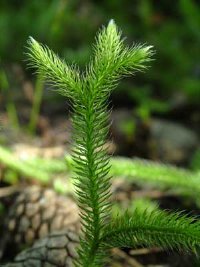 lycopodium