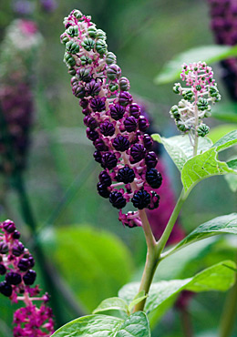 PL00004575_Phytolacca_lg1