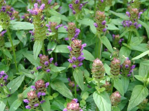 Homeopathic Proving of Prunella Vulgaris