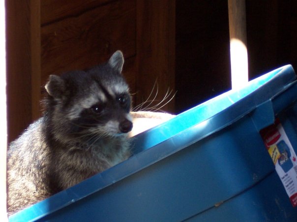 Raccoon Trituration Workshop