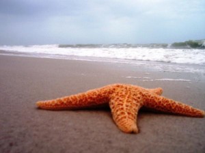 starfish-beach-anna-garbis-300x224